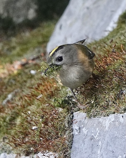 goldcrest